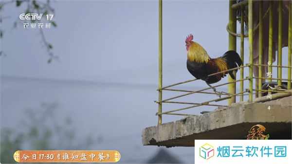 全能看tv